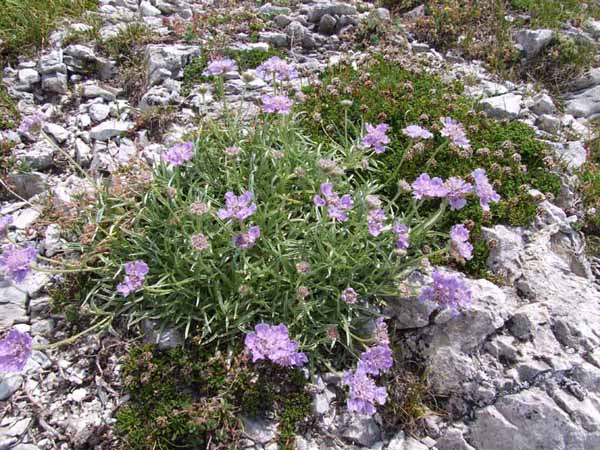 Lomelosia graminifolia / Vedovina strisciante